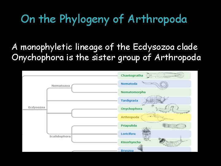 On the Phylogeny of Arthropoda A monophyletic lineage of the Ecdysozoa clade Onychophora is