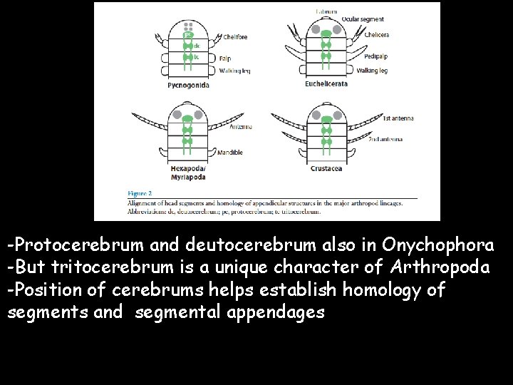 -Protocerebrum and deutocerebrum also in Onychophora -But tritocerebrum is a unique character of Arthropoda