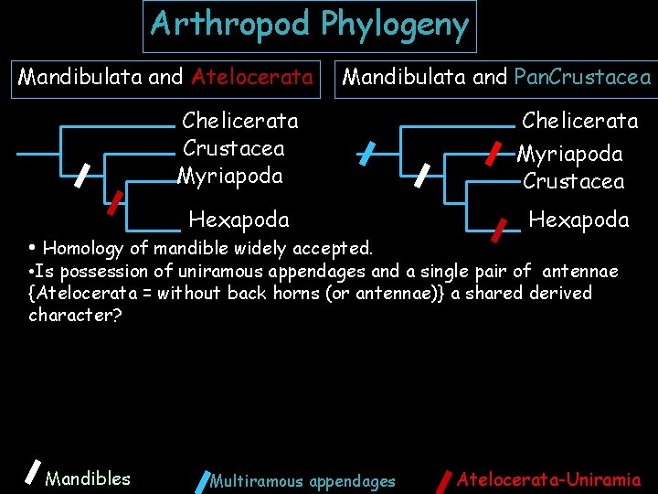 Arthropod Phylogeny Mandibulata and Atelocerata Mandibulata and Pan. Crustacea Chelicerata Crustacea Myriapoda Hexapoda Chelicerata