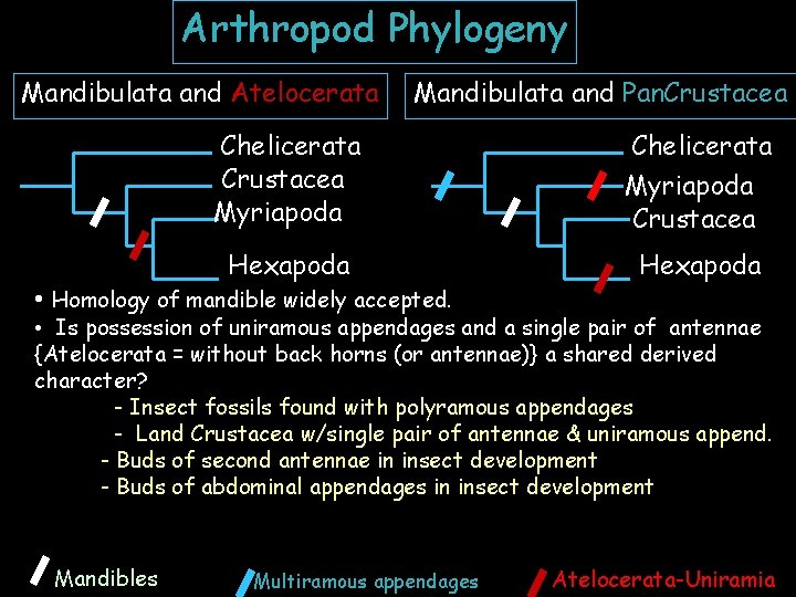 Arthropod Phylogeny Mandibulata and Atelocerata Mandibulata and Pan. Crustacea Chelicerata Crustacea Myriapoda Hexapoda Chelicerata