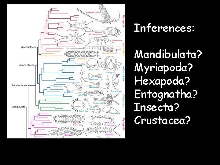 Inferences: Mandibulata? Myriapoda? Hexapoda? Entognatha? Insecta? Crustacea? 