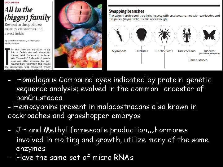 - Homologous Compound eyes indicated by protein genetic sequence analysis; evolved in the common