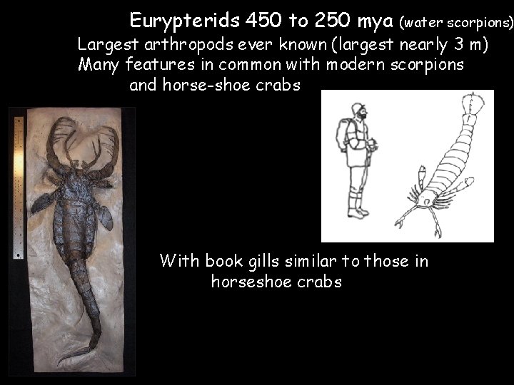 Eurypterids 450 to 250 mya (water scorpions) Largest arthropods ever known (largest nearly 3