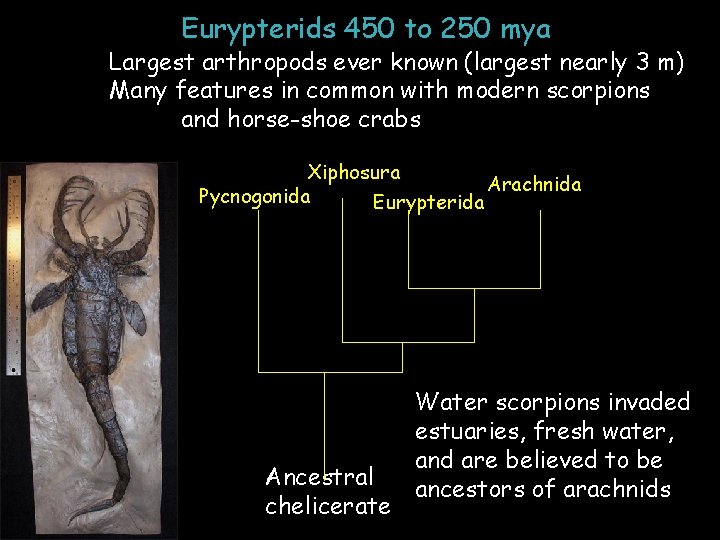 Eurypterids 450 to 250 mya Largest arthropods ever known (largest nearly 3 m) Many
