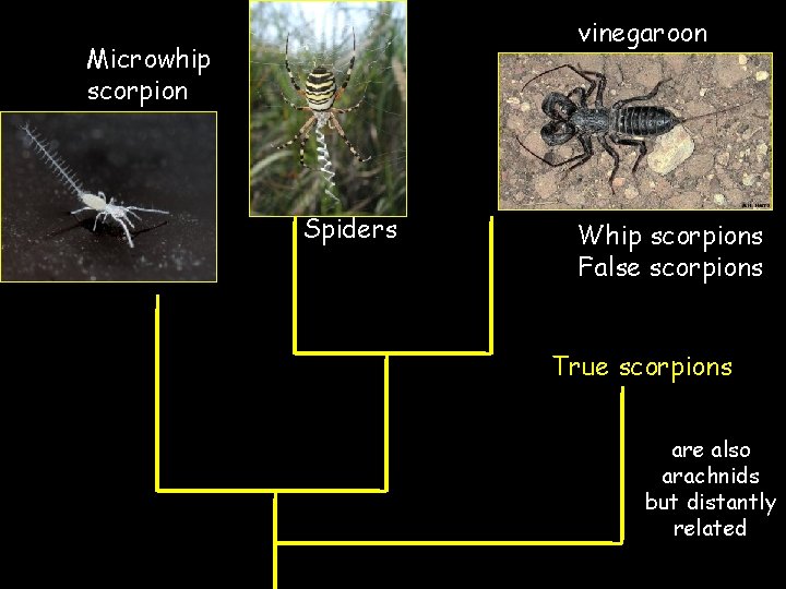 vinegaroon Microwhip scorpion Spiders Whip scorpions False scorpions True scorpions are also arachnids but
