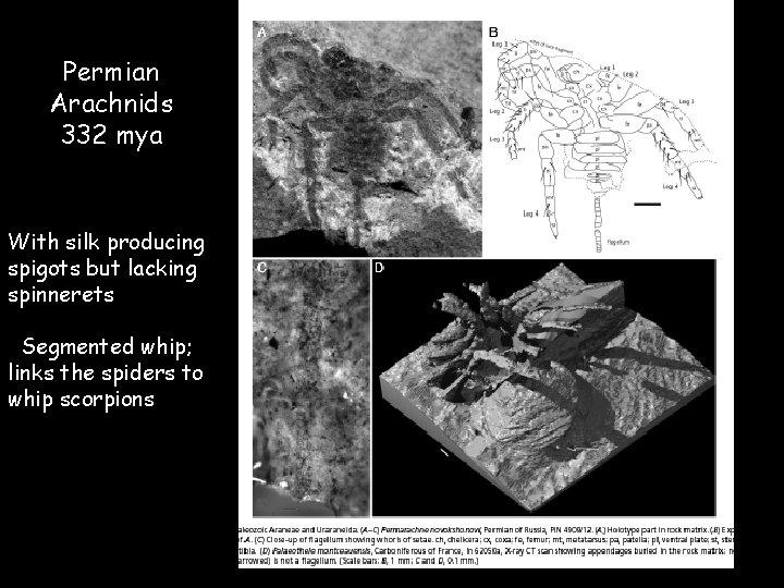 Permian Arachnids 332 mya With silk producing spigots but lacking spinnerets Segmented whip; links
