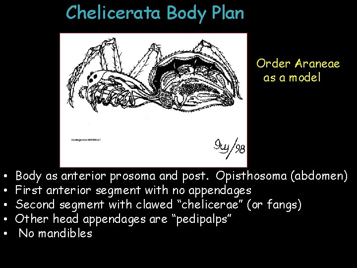 Chelicerata Body Plan Order Araneae as a model • • • Body as anterior