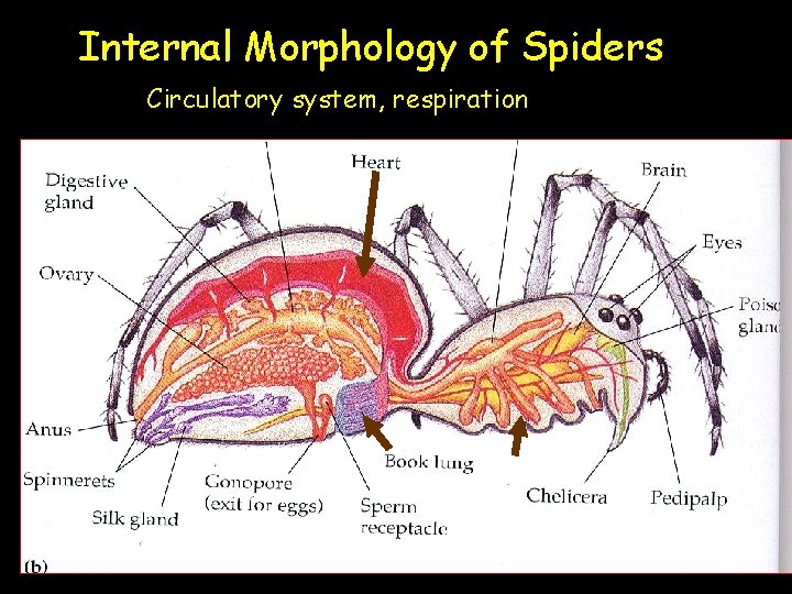 Internal Morphology of Spiders Circulatory system, respiration 