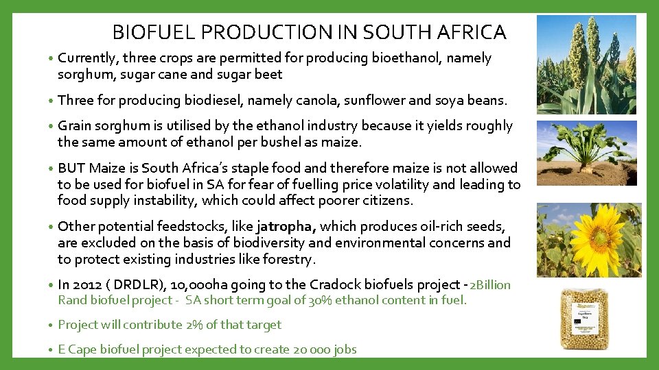 BIOFUEL PRODUCTION IN SOUTH AFRICA • Currently, three crops are permitted for producing bioethanol,