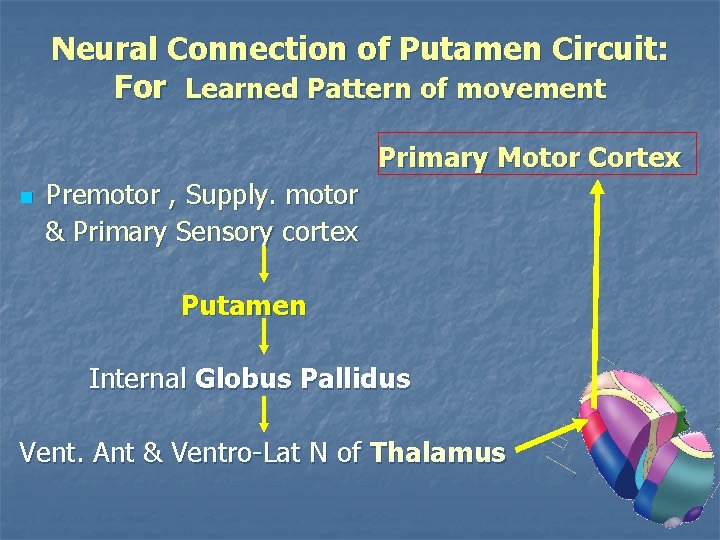 Neural Connection of Putamen Circuit: For Learned Pattern of movement Primary Motor Cortex n