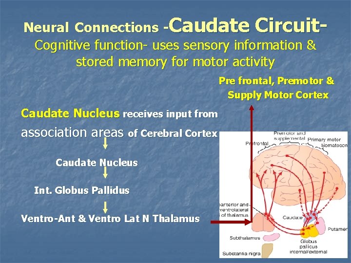 Neural Connections -Caudate Circuit. Cognitive function- uses sensory information & stored memory for motor