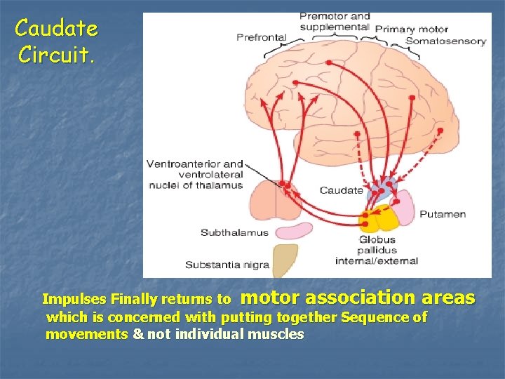 Caudate Circuit. Impulses Finally returns to motor association areas which is concerned with putting