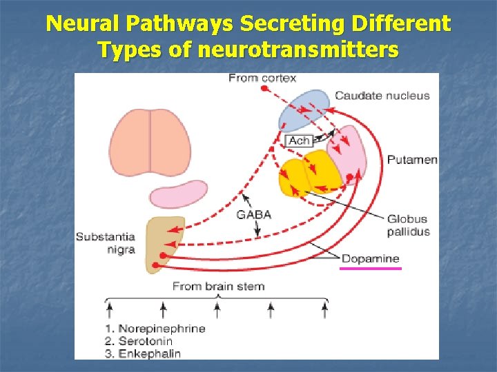 Neural Pathways Secreting Different Types of neurotransmitters 