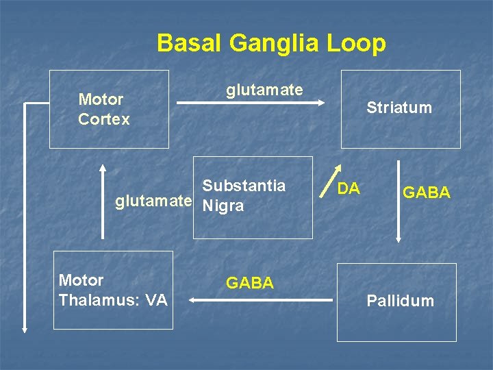 Basal Ganglia Loop Motor Cortex glutamate Substantia glutamate Nigra Motor Thalamus: VA GABA Striatum