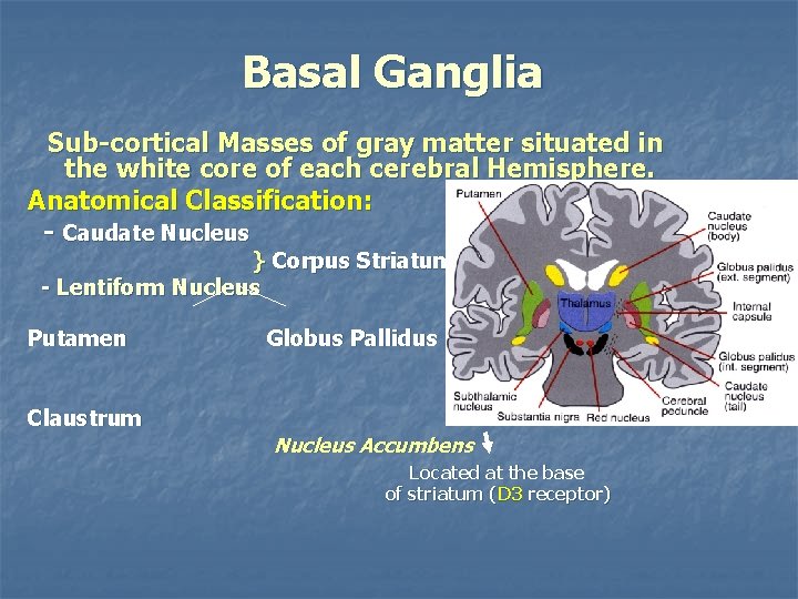 Basal Ganglia Sub-cortical Masses of gray matter situated in the white core of each