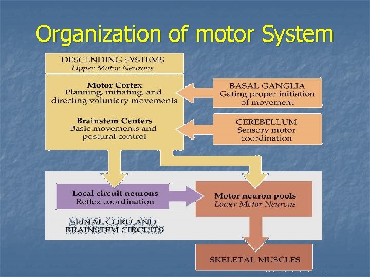 Organization of motor System 