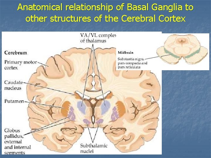 Anatomical relationship of Basal Ganglia to other structures of the Cerebral Cortex 