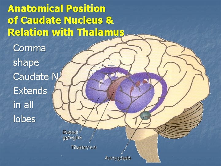 Anatomical Position of Caudate Nucleus & Relation with Thalamus Comma shape Caudate N Extends