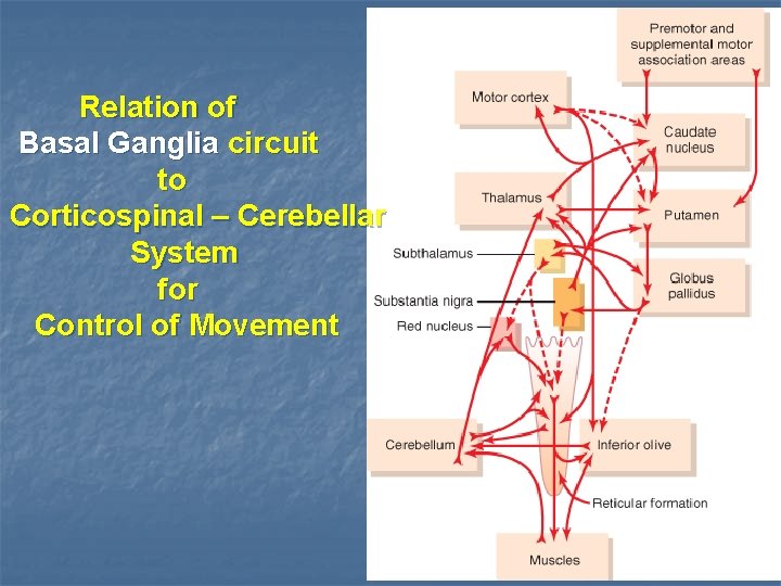Relation of Basal Ganglia circuit to Corticospinal – Cerebellar System for Control of Movement
