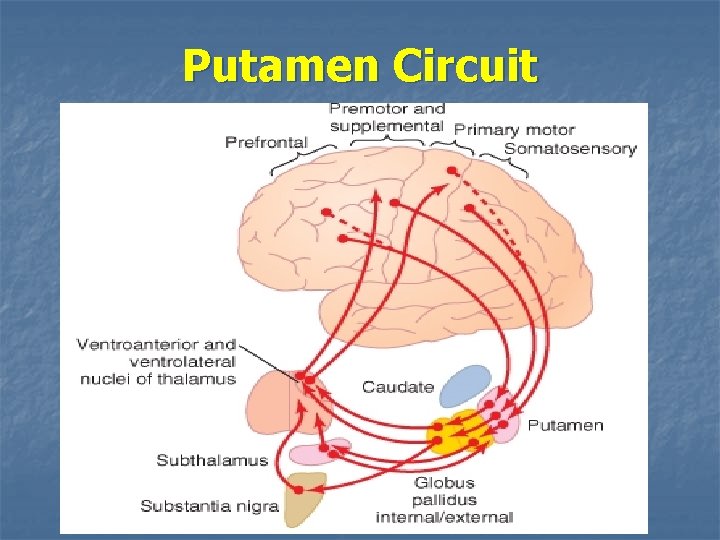 Putamen Circuit 