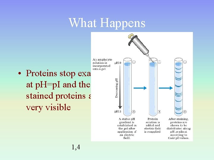 What Happens • Proteins stop exactly at p. H=p. I and the stained proteins