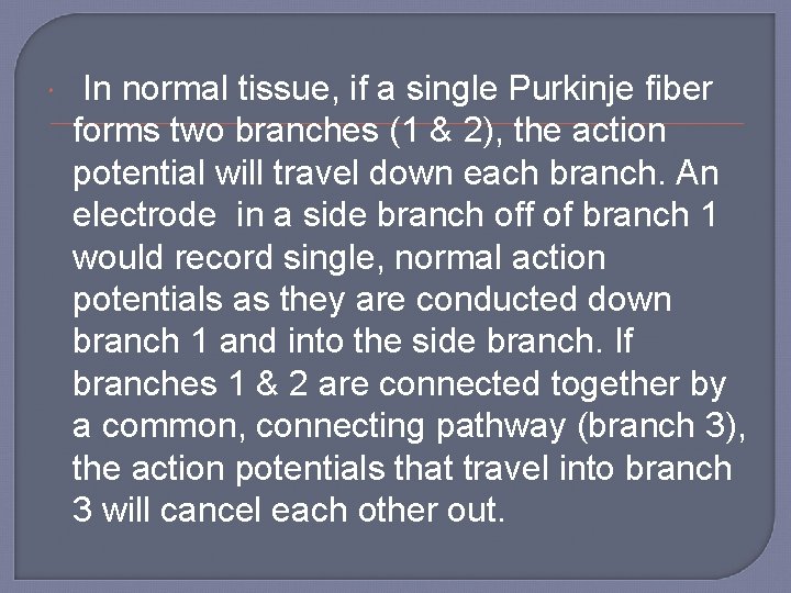  In normal tissue, if a single Purkinje fiber forms two branches (1 &