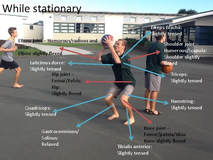 While stationary Biceps Brachii: Slightly tensed Elbow joint – Humorous/radious and ulnar: Elbow slightly