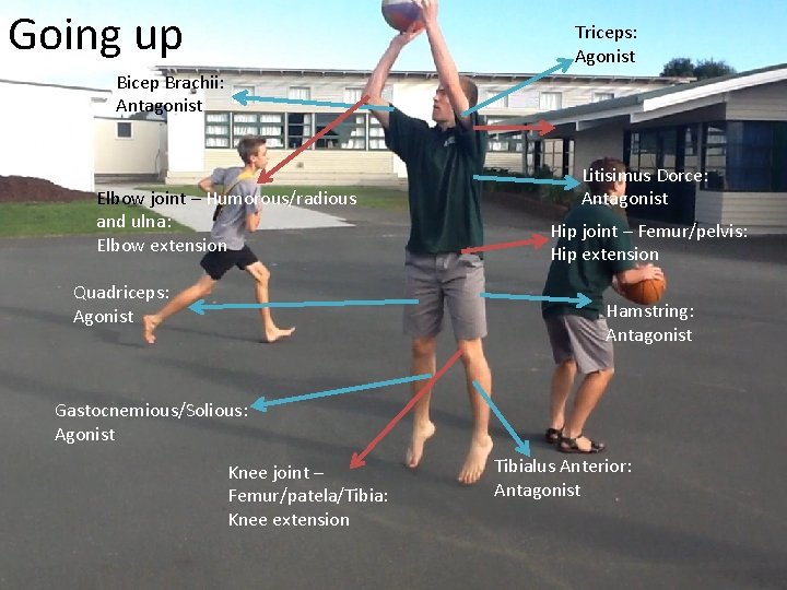 Going up Triceps: Agonist Bicep Brachii: Antagonist Elbow joint – Humorous/radious and ulna: Elbow