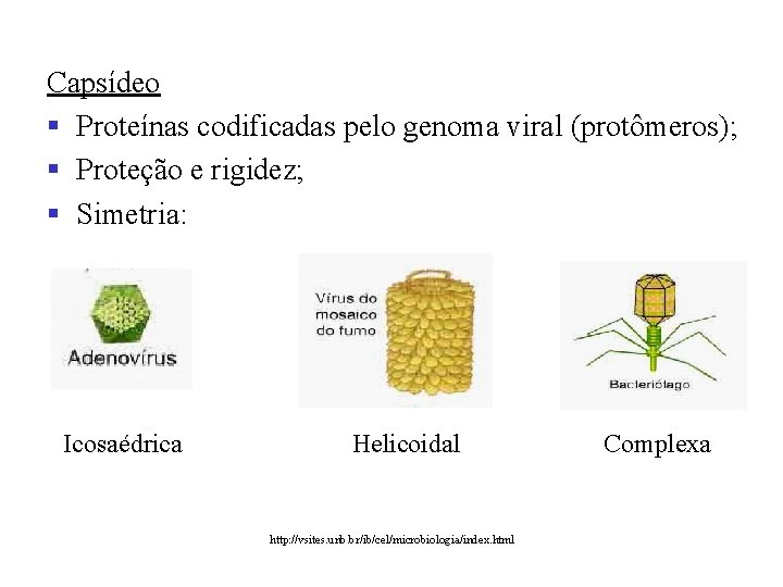 Capsídeo § Proteínas codificadas pelo genoma viral (protômeros); § Proteção e rigidez; § Simetria: