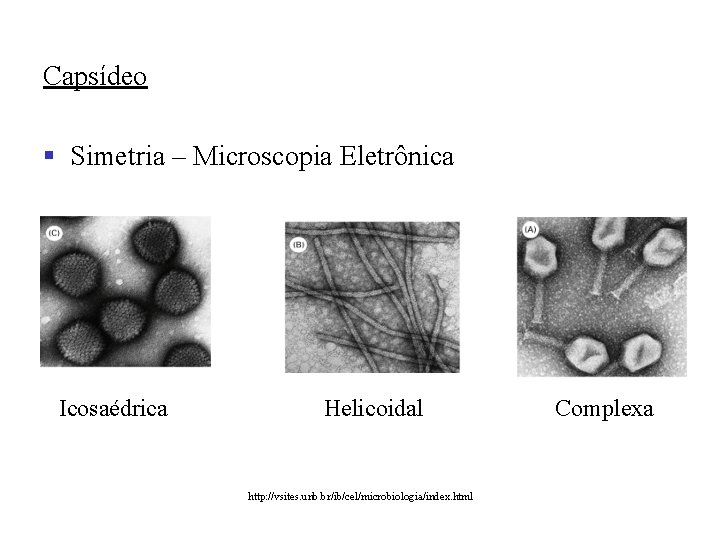 Capsídeo § Simetria – Microscopia Eletrônica Icosaédrica Helicoidal http: //vsites. unb. br/ib/cel/microbiologia/index. html Complexa