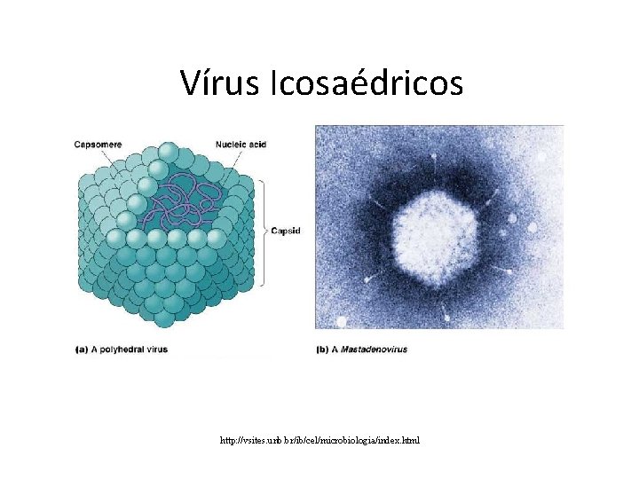 Vírus Icosaédricos http: //vsites. unb. br/ib/cel/microbiologia/index. html 