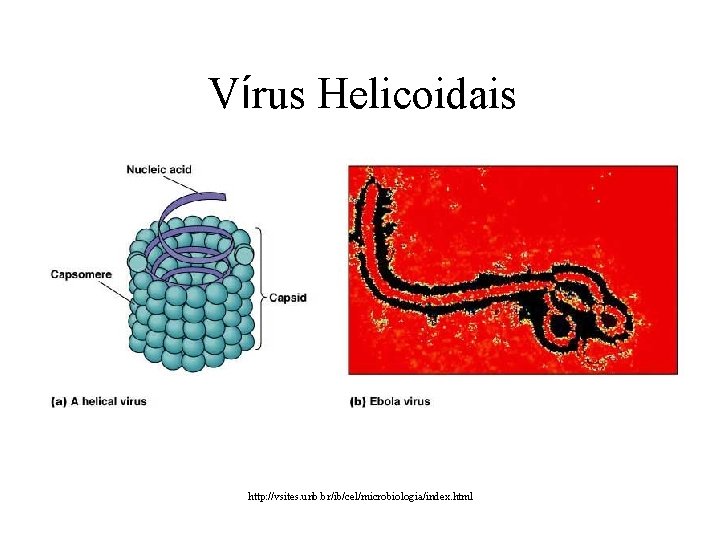 Vírus Helicoidais http: //vsites. unb. br/ib/cel/microbiologia/index. html 