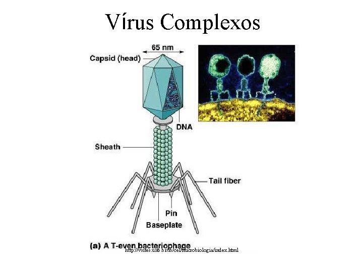 Vírus Complexos http: //vsites. unb. br/ib/cel/microbiologia/index. html 