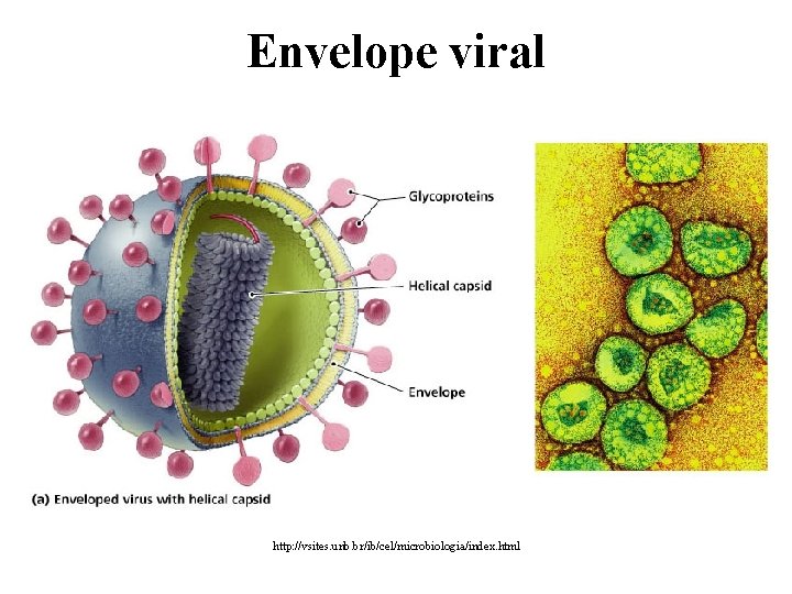 Envelope viral http: //vsites. unb. br/ib/cel/microbiologia/index. html 