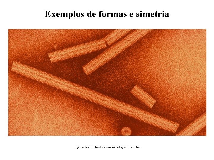 Exemplos de formas e simetria http: //vsites. unb. br/ib/cel/microbiologia/index. html 