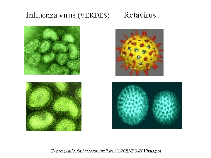 Influenza virus (VERDES) Rotavírus Fonte: paulo. fot. br/cesumar/Farm. %20 ENS. %20 Vírus. ppt 
