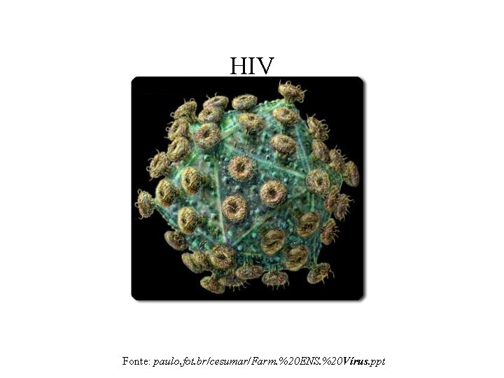HIV Fonte: paulo. fot. br/cesumar/Farm. %20 ENS. %20 Vírus. ppt 