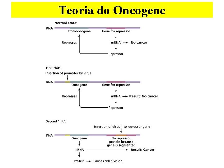 Teoria do Oncogene 