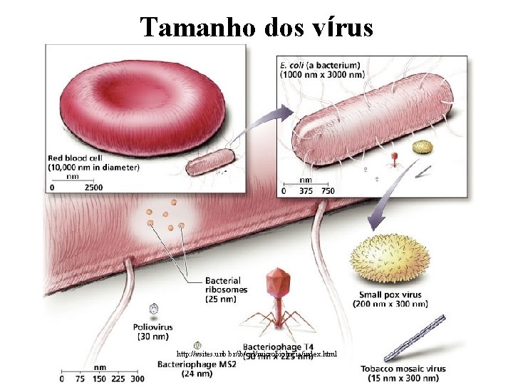 Tamanho dos vírus http: //vsites. unb. br/ib/cel/microbiologia/index. html 