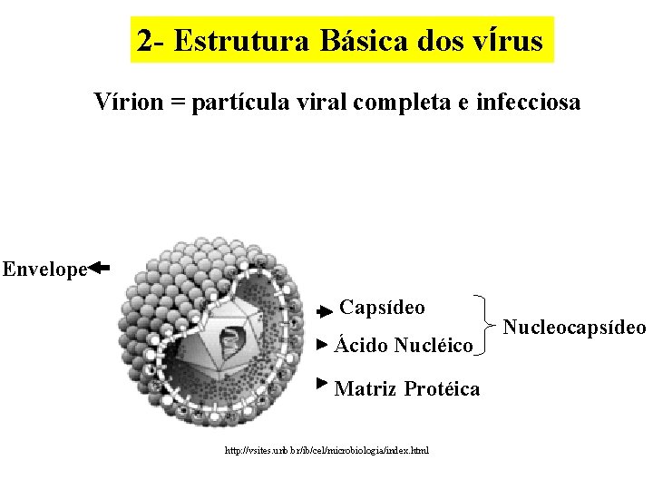 2 - Estrutura Básica dos vírus Vírion = partícula viral completa e infecciosa Envelope