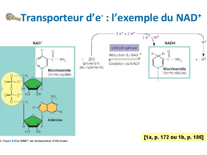 Transporteur d’e- : l’exemple du NAD+ + [1 a, p. 172 ou 1 b,