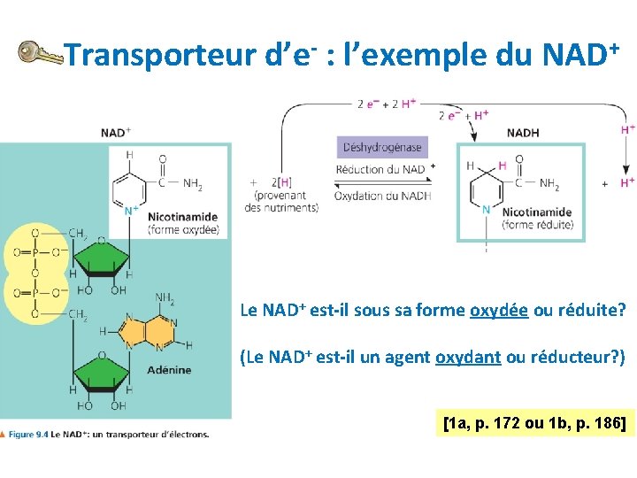 Transporteur d’e- : l’exemple du NAD+ + Le NAD+ est-il sous sa forme oxydée