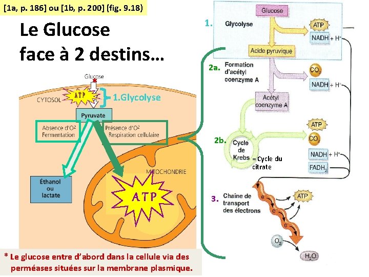 [1 a, p. 186] ou [1 b, p. 200] (fig. 9. 18) Le Glucose
