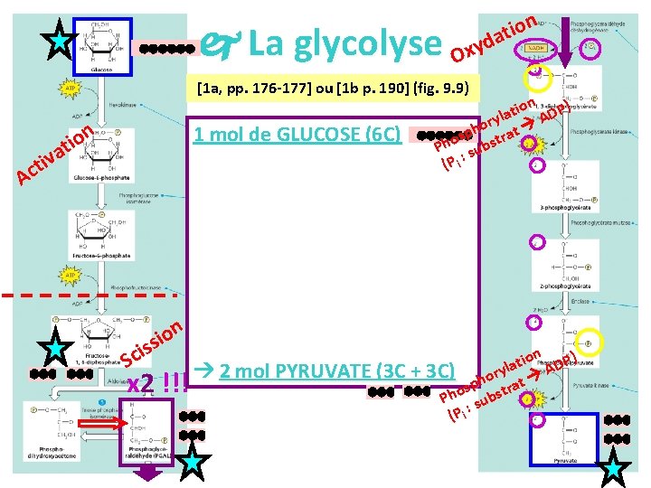  La glycolyse n o i t a d y Ox [1 a, pp.