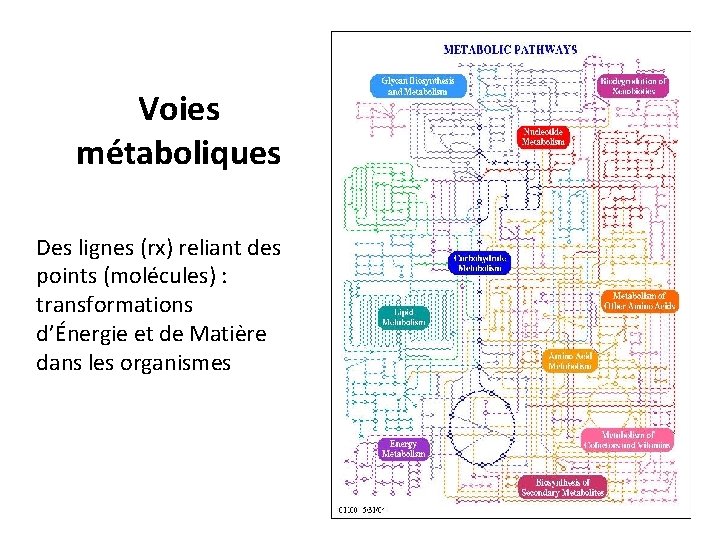 Voies métaboliques Des lignes (rx) reliant des points (molécules) : transformations d’Énergie et de