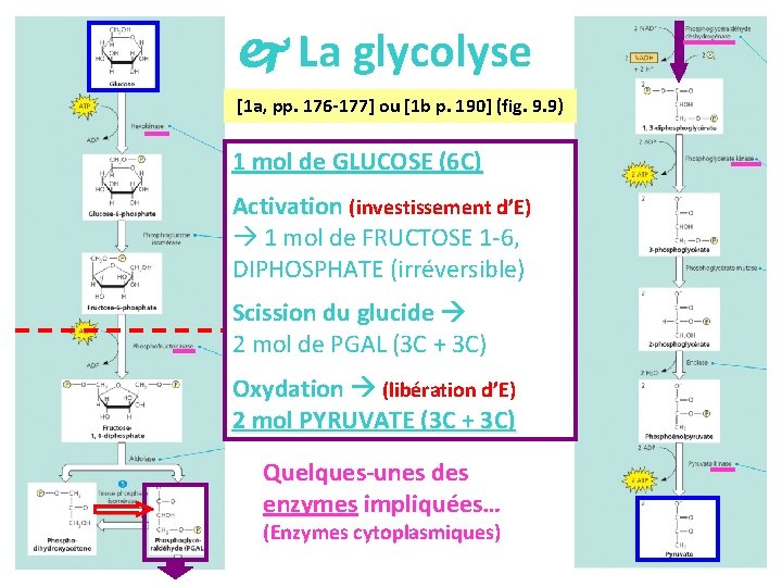  La glycolyse [1 a, pp. 176 -177] ou [1 b p. 190] (fig.