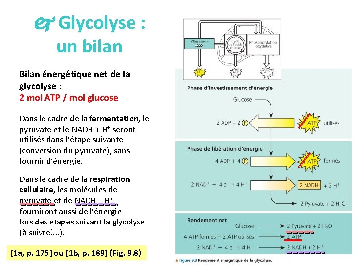  Glycolyse : un bilan Bilan énergétique net de la glycolyse : 2 mol