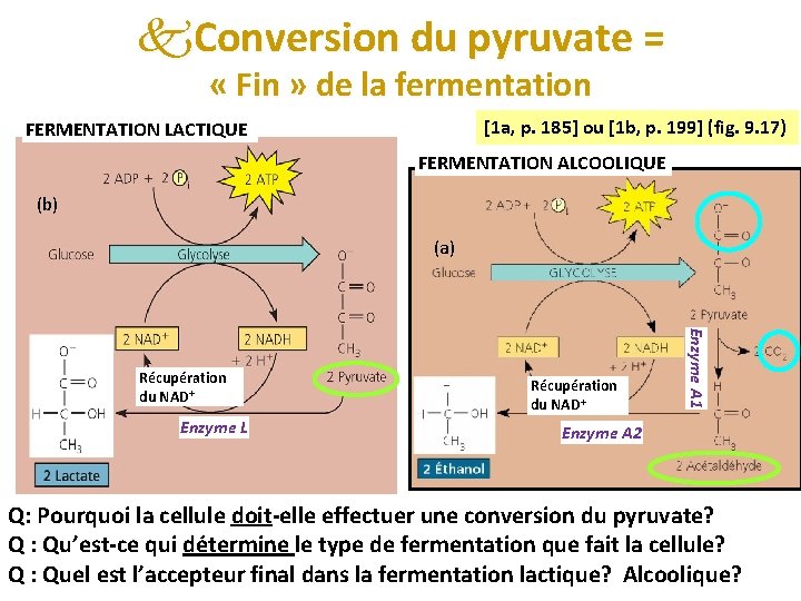 k. Conversion du pyruvate = « Fin » de la fermentation [1 a, p.