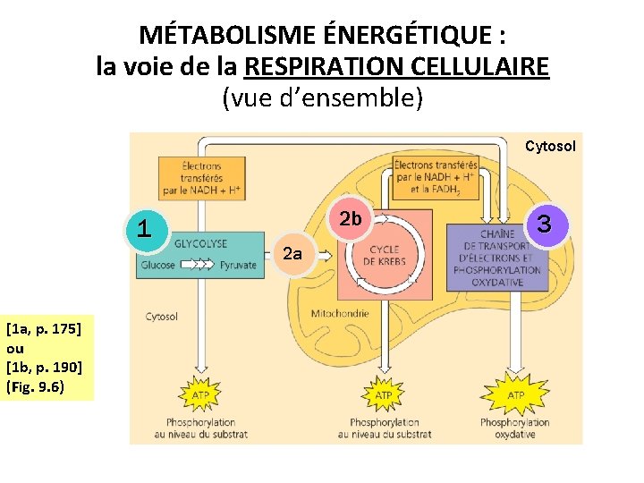 MÉTABOLISME ÉNERGÉTIQUE : la voie de la RESPIRATION CELLULAIRE (vue d’ensemble) Cytosol 1 [1