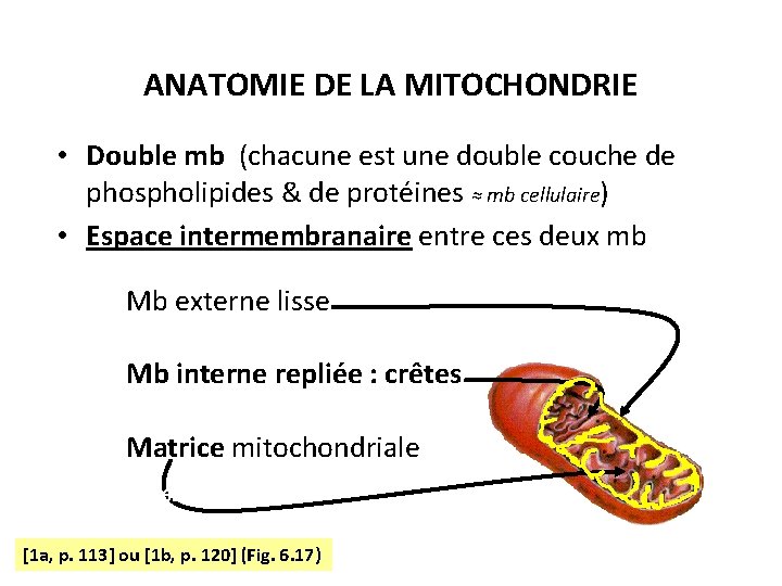 ANATOMIE DE LA MITOCHONDRIE • Double mb (chacune est une double couche de phospholipides